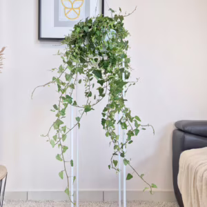 Bluszcz pospolity (Hedera helix 'Anna') 70-90cm