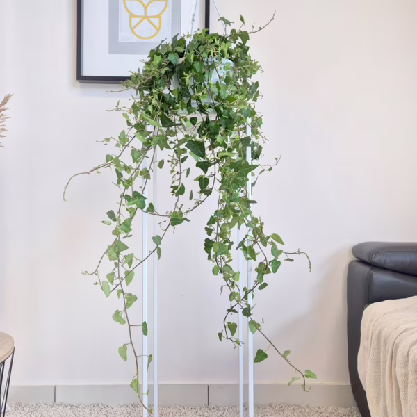 Bluszcz pospolity (Hedera helix 'Anna') 70-90cm