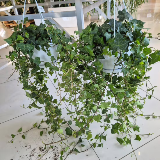 Bluszcz pospolity (Hedera helix 'Anna') 70-90