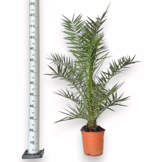 Daktylowiec kanaryjski (Phoenix canariensis) 115 135cm