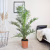 Daktylowiec kanaryjski (Phoenix canariensis) 115 135cm