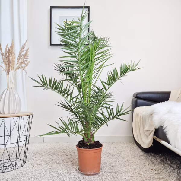 Daktylowiec kanaryjski (Phoenix canariensis) 115-135cm