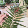 Daktylowiec kanaryjski (Phoenix canariensis) 115 135cm