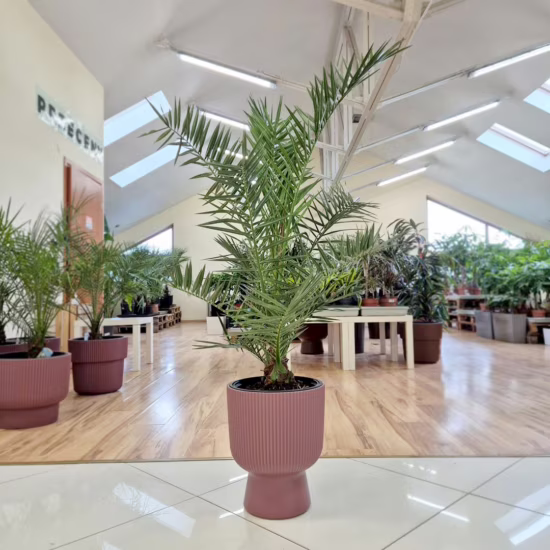 Daktylowiec kanaryjski (Phoenix canariensis) 115 135cm