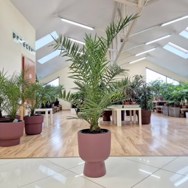 Daktylowiec kanaryjski (Phoenix canariensis) 115-135cm