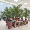 Daktylowiec kanaryjski (Phoenix canariensis) 115 135cm