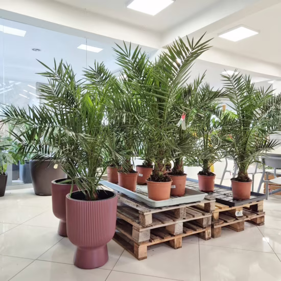 Daktylowiec kanaryjski (Phoenix canariensis) 115 135cm