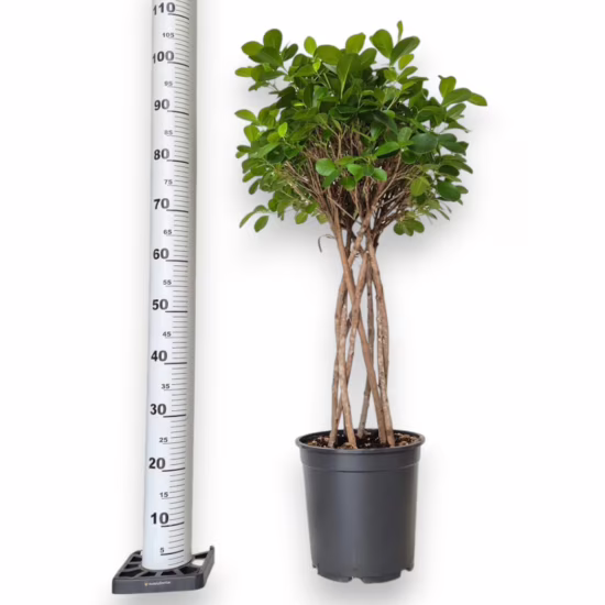 Fikus tępy (Ficus microcarpa 'Moclame') 100-115cm