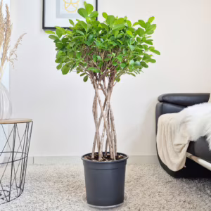 Fikus tępy (Ficus microcarpa 'Moclame') 100-115cm