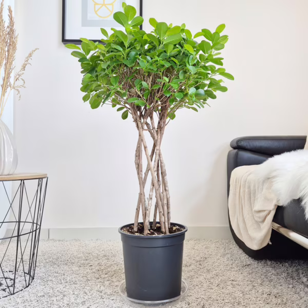 Fikus tępy (Ficus microcarpa 'Moclame') 100-115cm