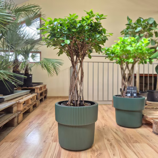 Fikus tępy (Ficus microcarpa 'Moclame') 100-115cm