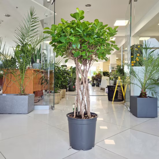 Fikus tępy (Ficus microcarpa 'Moclame') 100-115cm