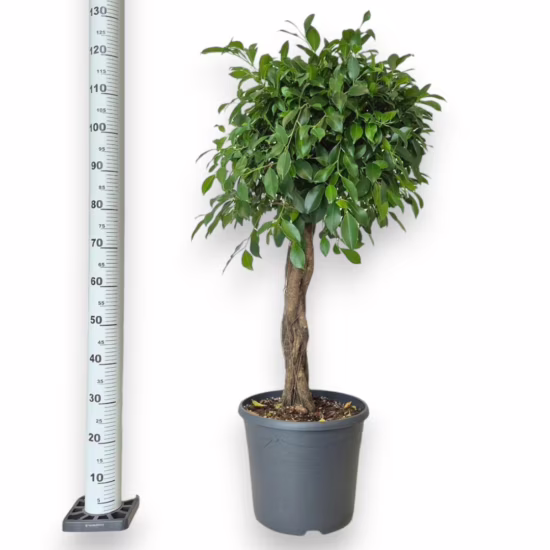 Fikus tępy (Ficus microcarpa 'Nitida') 120-140cm