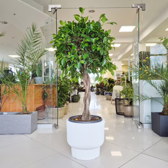 Fikus tępy (Ficus microcarpa 'Nitida') 120-140cm