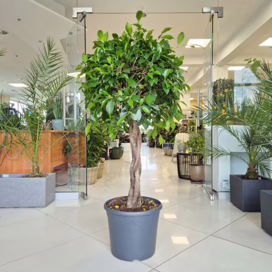 Fikus tępy (Ficus microcarpa 'Nitida') 120-140cm