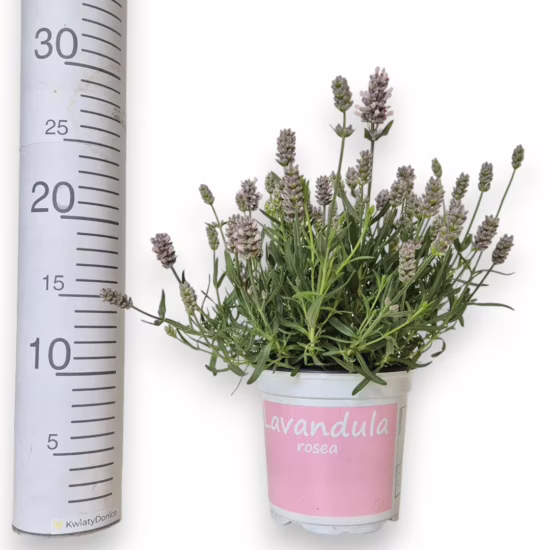 Lawenda wąskolistna (Lavandula Angusifolia 'Rosea') 20-30cm