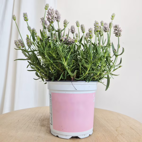 Lawenda wąskolistna (Lavandula Angusifolia 'Rosea') 20-30cm