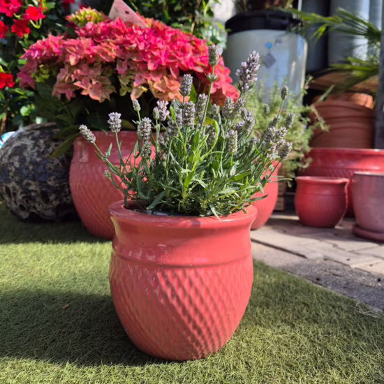 Lawenda wąskolistna (Lavandula Angusifolia 'Rosea') 20-30cm