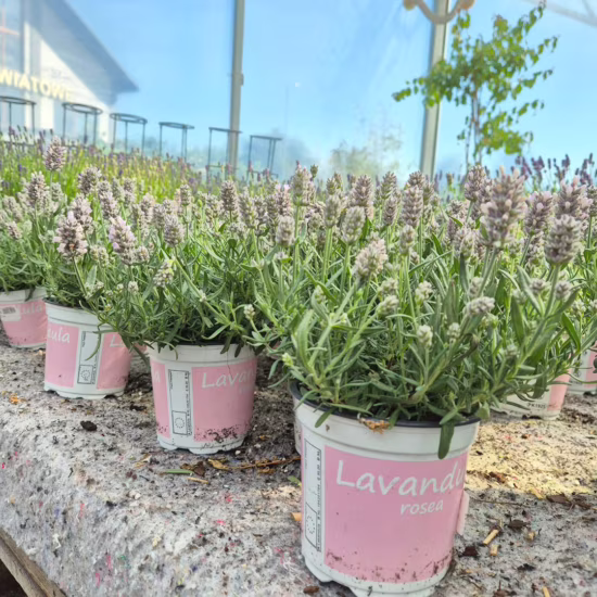 Lawenda wąskolistna (Lavandula Angusifolia 'Rosea') 20-30cm