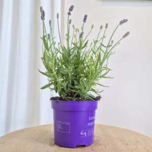 Lawenda wąskolistna (Lavandula Angusifolia 'Havana Dark') 25-35cm