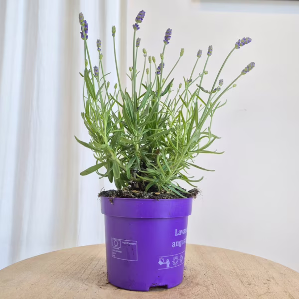 Lawenda wąskolistna (Lavandula Angusifolia 'Havana Dark') 25-35cm