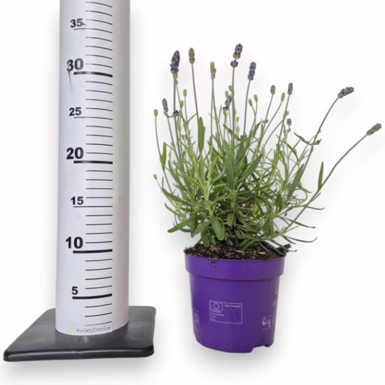 Lawenda wąskolistna (Lavandula Angusifolia 'Havana Dark') 25-30cm