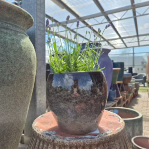 Lawenda wąskolistna (Lavandula Angusifolia 'Havana Dark') 25-35cm