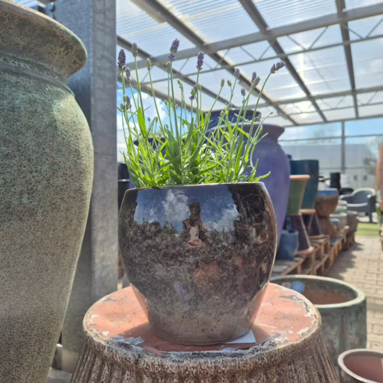 Lawenda wąskolistna (Lavandula Angusifolia 'Havana Dark') 25-30cm