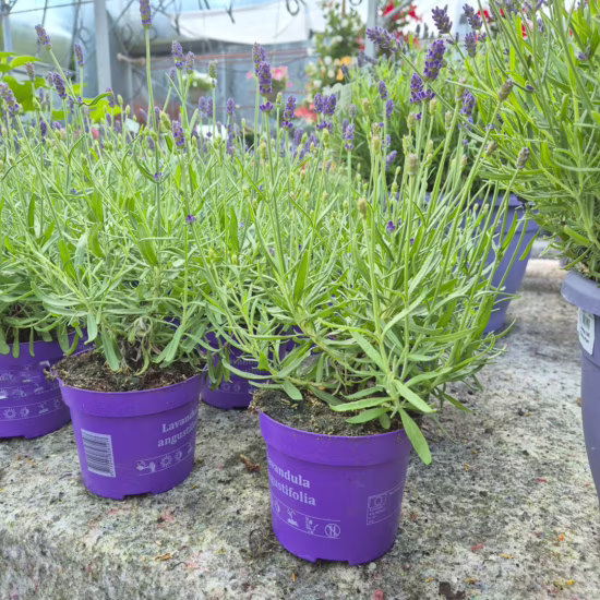 Lawenda wąskolistna (Lavandula Angusifolia 'Havana Dark') 25-30cm
