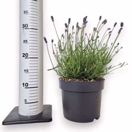 Lawenda wąskolistna (Lavandula Angusifolia ‘Essence Pure’