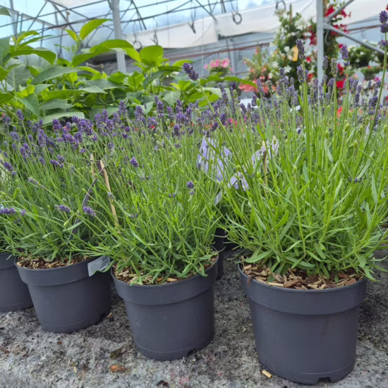 Lawenda wąskolistna (Lavandula Angusifolia ‘Essence Pure’