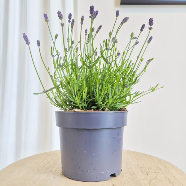 Lawenda wąskolistna (Lavandula Angustifolia 'Essence Pure') 25-35cm