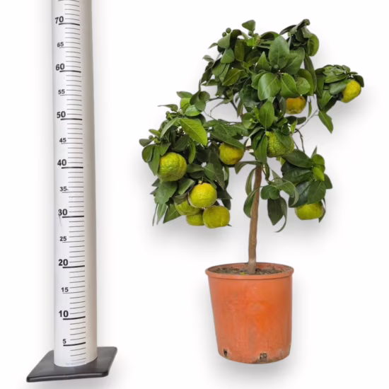 Limonka rzymska limetta Pursha 60-80cm drzewko cytrusowe citrus