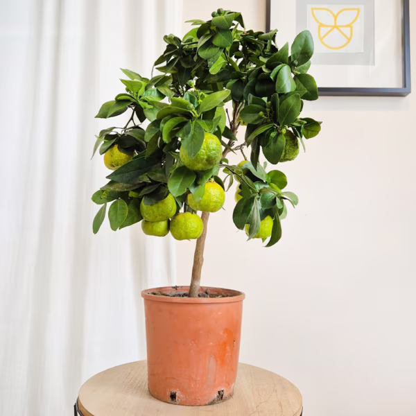 Limonka rzymska, drzewko cytrusowe (Limetta 'Pursha') 60-80cm