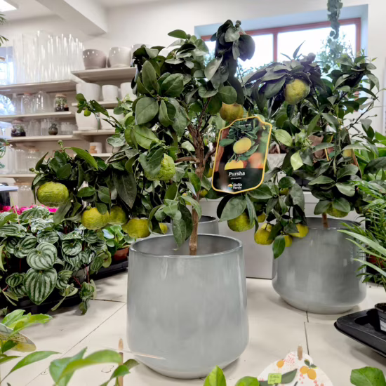 Limonka rzymska limetta Pursha 60-80cm drzewko cytrusowe citrus