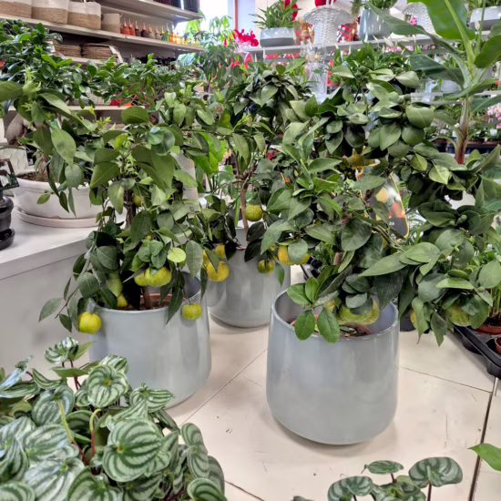 Limonka rzymska limetta Pursha 60-80cm drzewko cytrusowe citrus