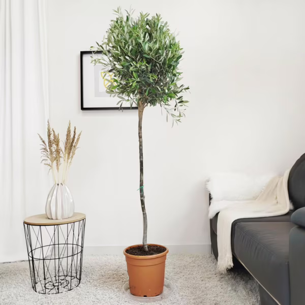 Oliwka europejska (Olea europaea) 165-185cm
