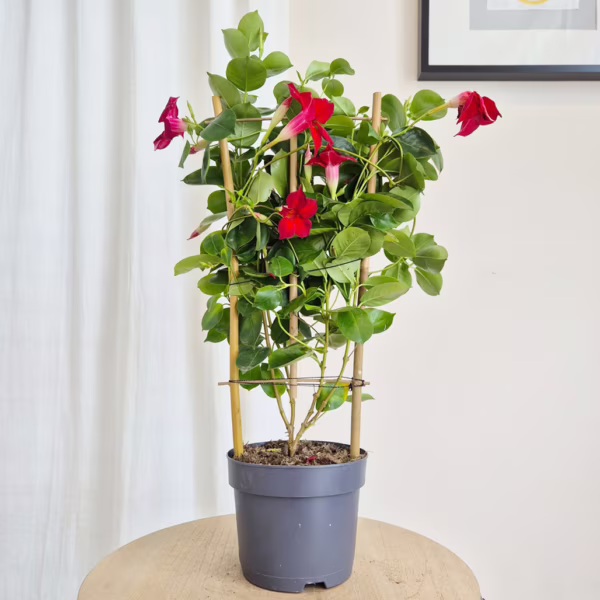 Sandewilla (Sundavilla Red) czerwona 50-60cm