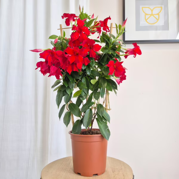 Sandewilla (Mandevilla 'Sundavil Red') czerwona 70-80cm