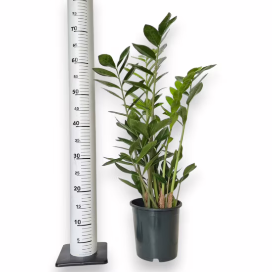 Zamiokulkas zamia