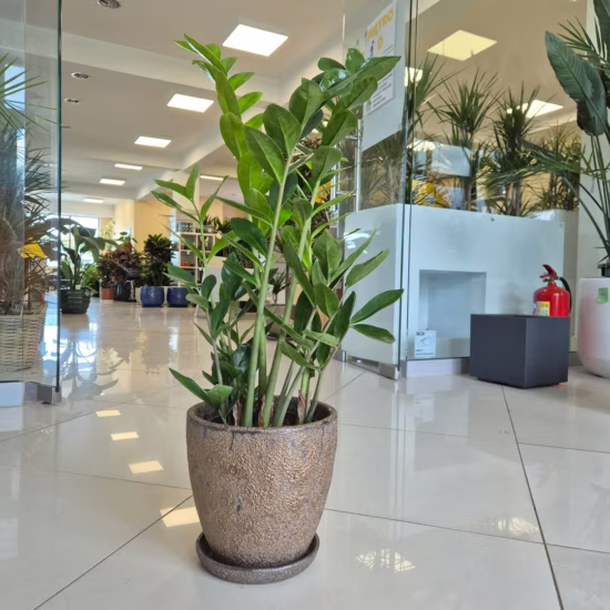 Zamiokulkas zamia