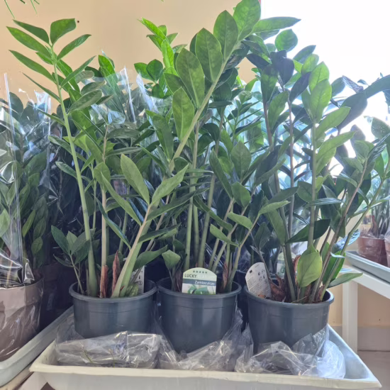 Zamiokulkas zamia