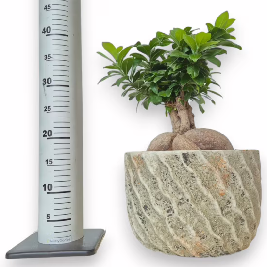 Bonsai figowiec (Ficus Microcarpa 'Ginseng') z osłonką 35-45cm
