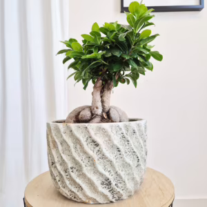 Bonsai figowiec (Ficus Microcarpa 'Ginseng') z osłonką 35-45cm
