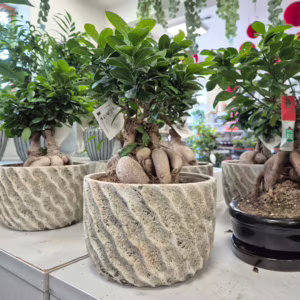 Bonsai figowiec (Ficus Microcarpa 'Ginseng') z osłonką 35-45cm