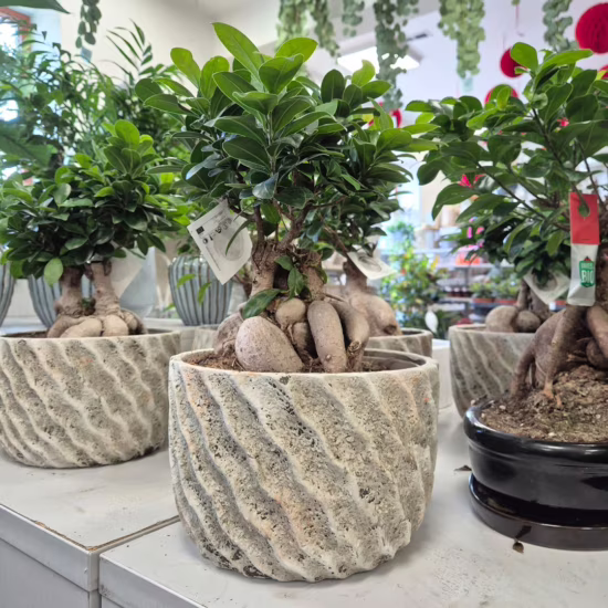 Bonsai figowiec (Ficus Microcarpa 'Ginseng') z osłonką 35-45cm