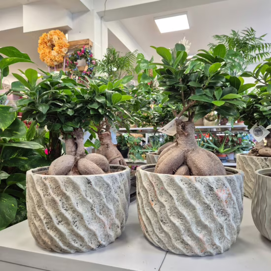 Bonsai figowiec (Ficus Microcarpa 'Ginseng') z osłonką 35-45cm