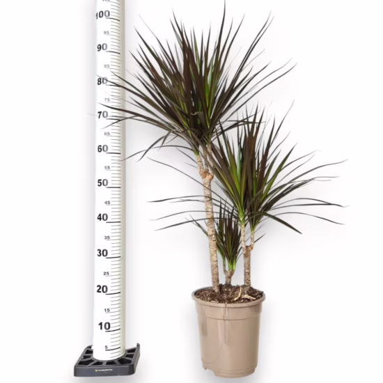 Dracena obrzeżona magenta ciemne liście