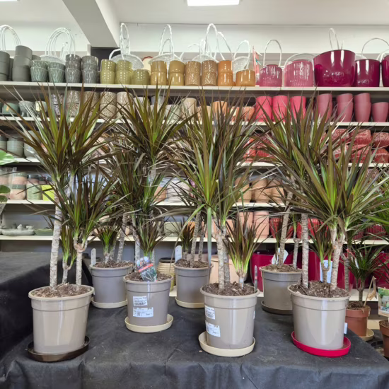 Dracena obrzeżona magenta ciemne liście