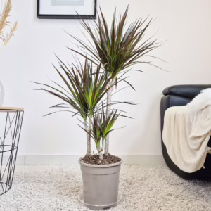 Dracena obrzeżona (Dracaena marginata 'Magenta') 90-100cm